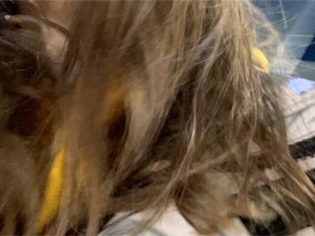 Screenshot di trasmissione Eliness