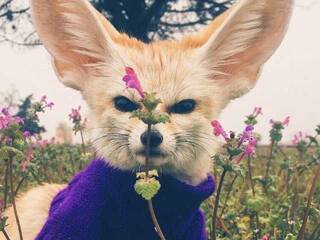 Chat video erotica Anecka31