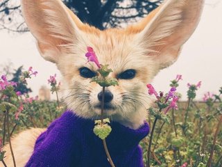 Chat video erotica Anecka31