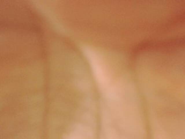 Screenshot di trasmissione evabluexx