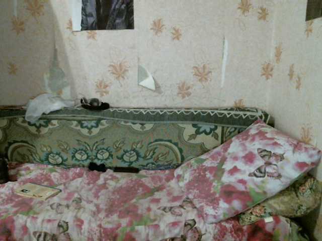 Screenshot di trasmissione kar0linaa666