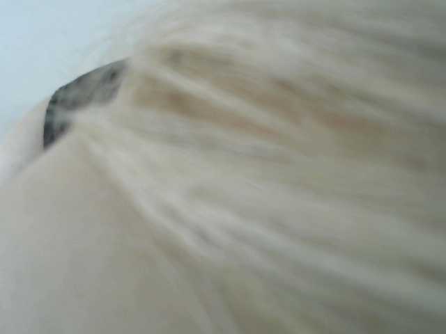 Screenshot di trasmissione SAASHAA11