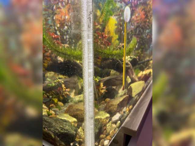 Screenshot di trasmissione Zhozhoba69