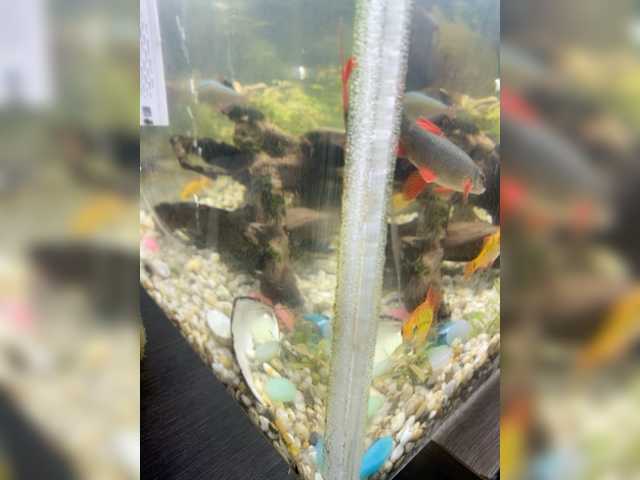 Screenshot di trasmissione Zhozhoba69